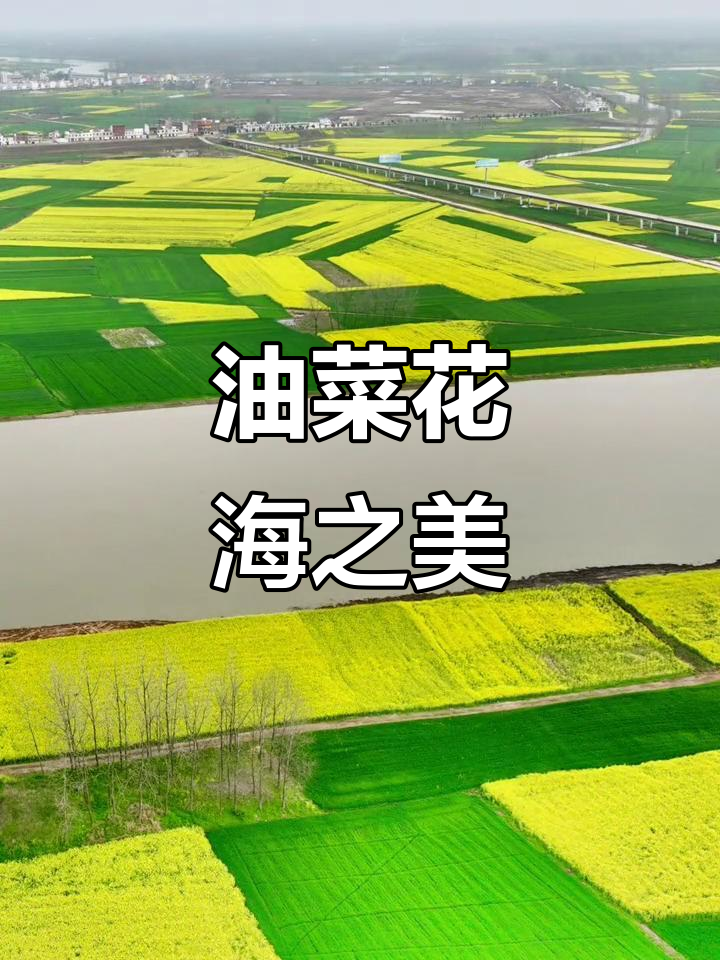 王家坝油菜花海,蒙洼大桥美景如画