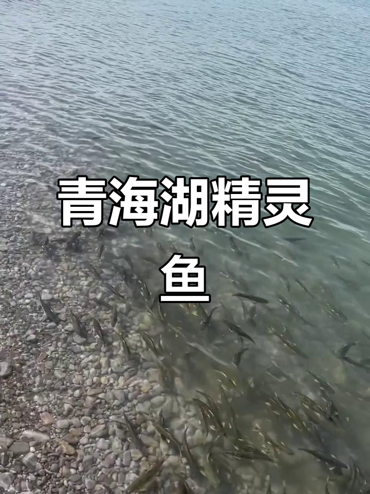 青海湖精灵湟鱼:神秘水生生物揭秘