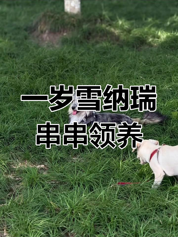 雪纳瑞与土狗混血,一岁左右可爱串串待领养
