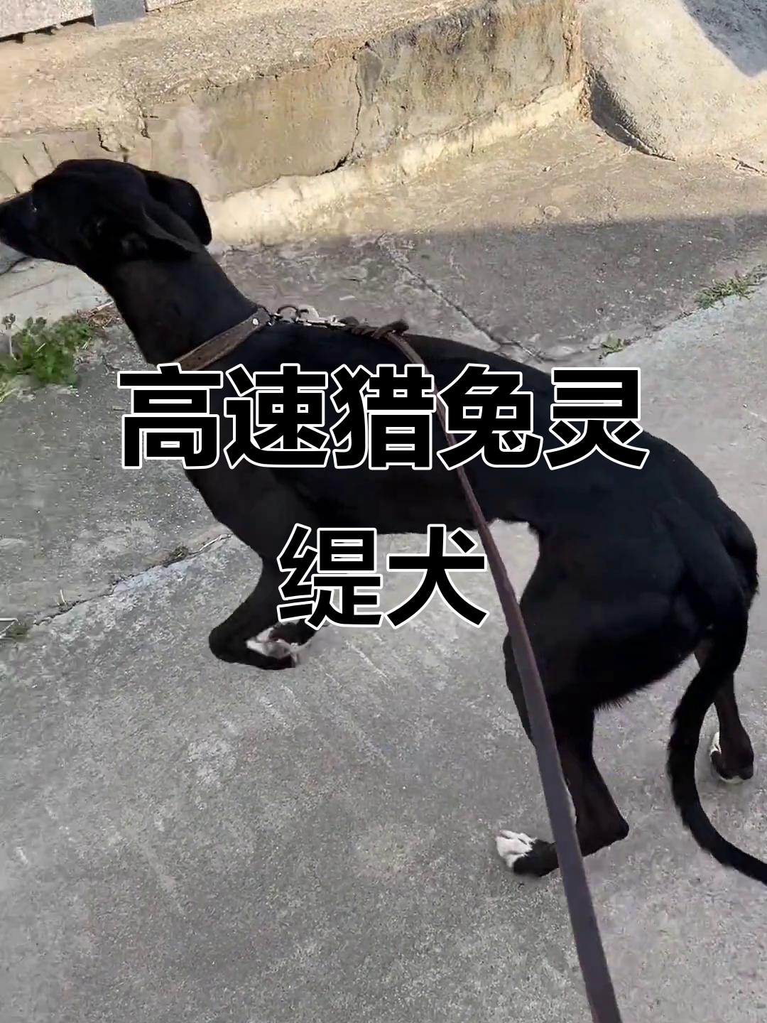 肩高62厘米灵缇犬,高速冲刺捕兔实战展示
