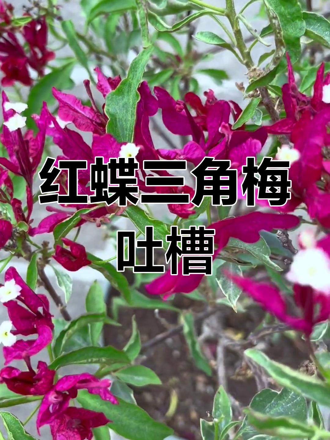 红蝶三角梅太丑,从未达到宣传效果!大家晒图让我看看好的吧