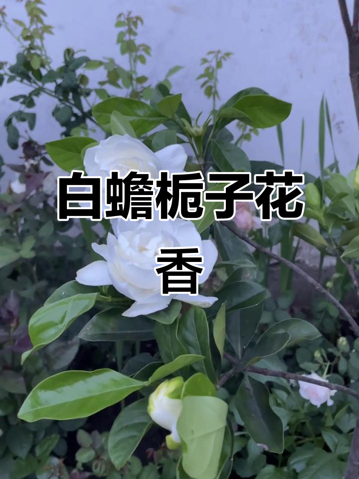 香甜白蟾栀子花,香气扑鼻让人陶醉