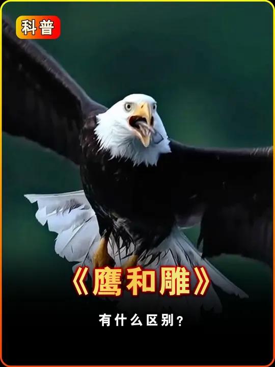 鹰和雕到底有什么区别?