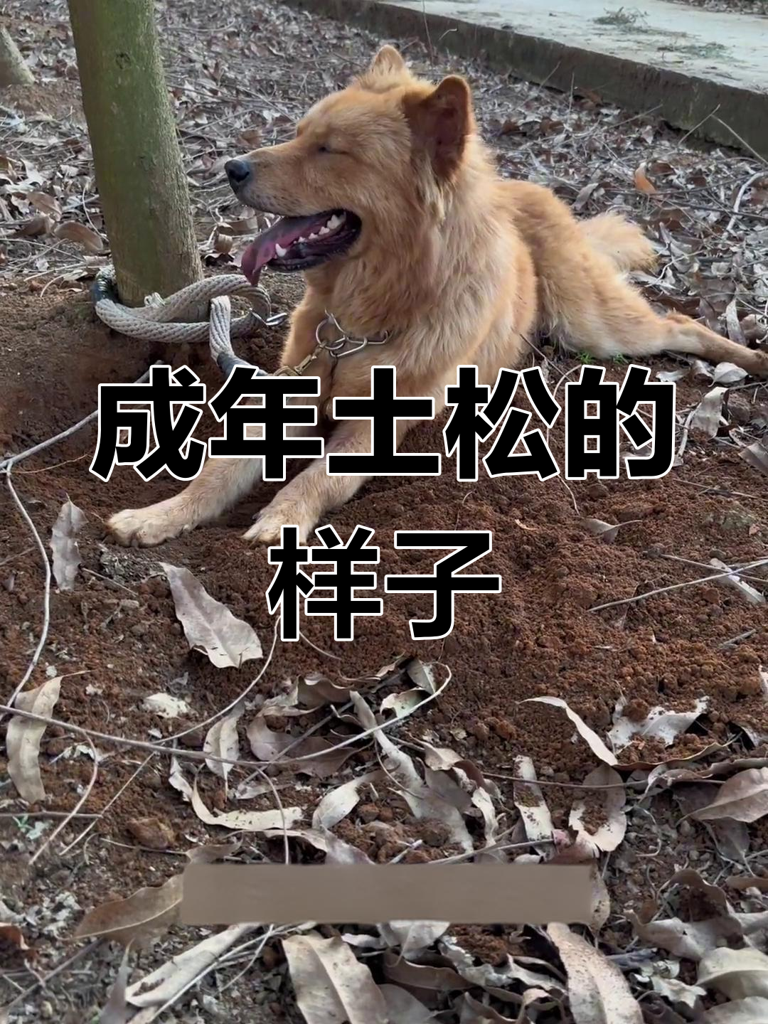成年土松犬的独特外貌与性格