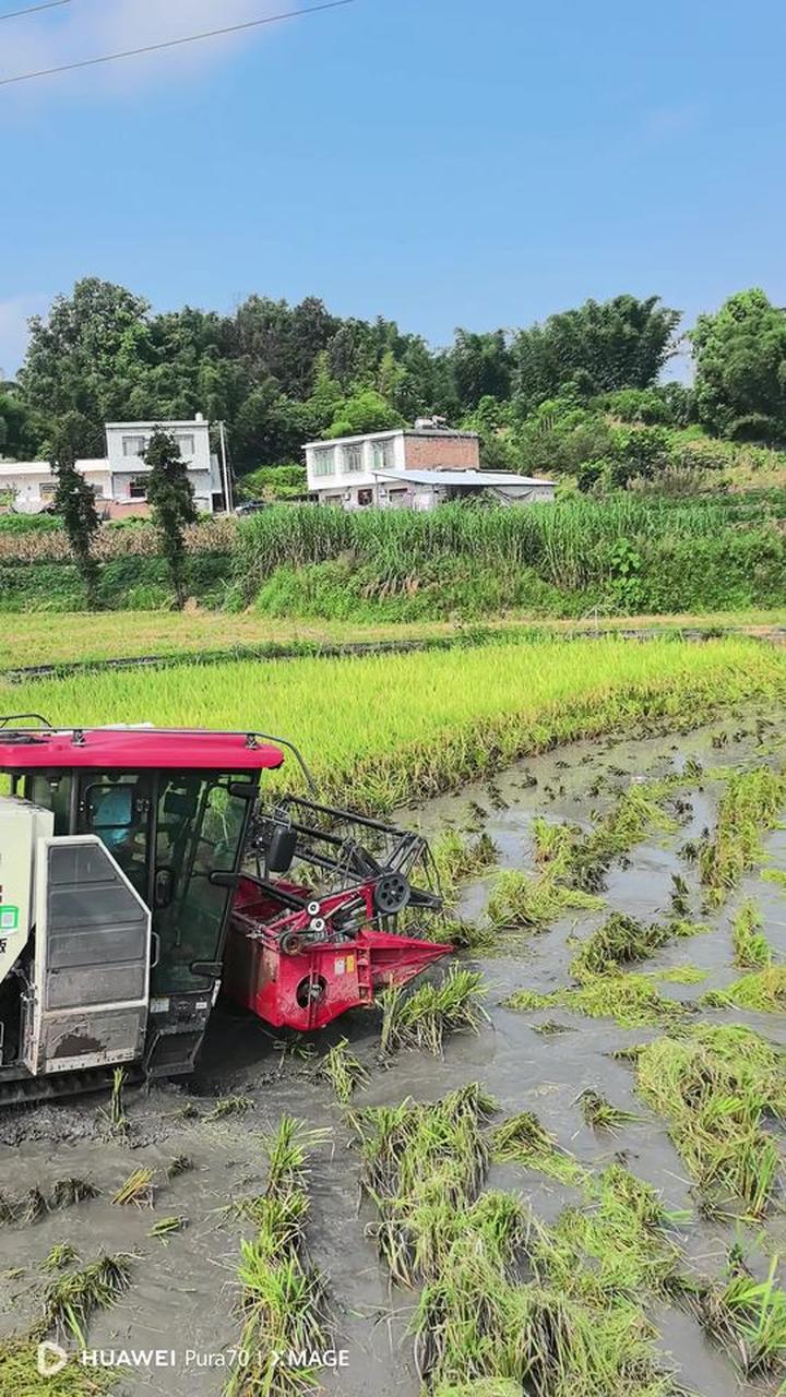在四川打谷子,每块地都像历险,真热!