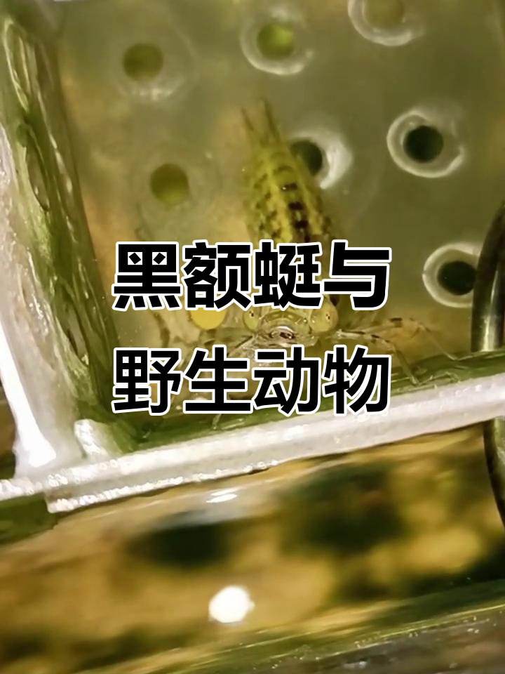 腾冲的野鸟已与我黑额蜓亲密,喂食只需一小时