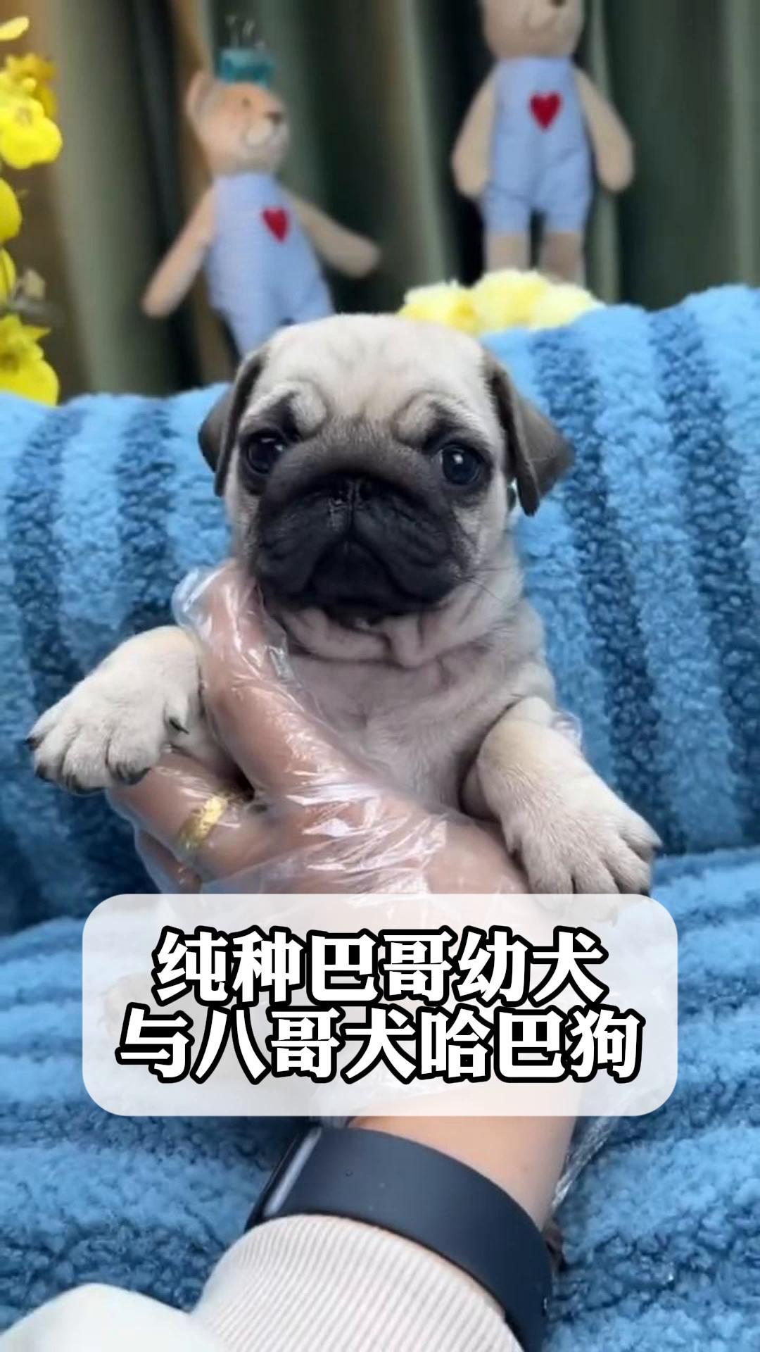 纯种巴哥幼犬与八哥犬哈巴狗
