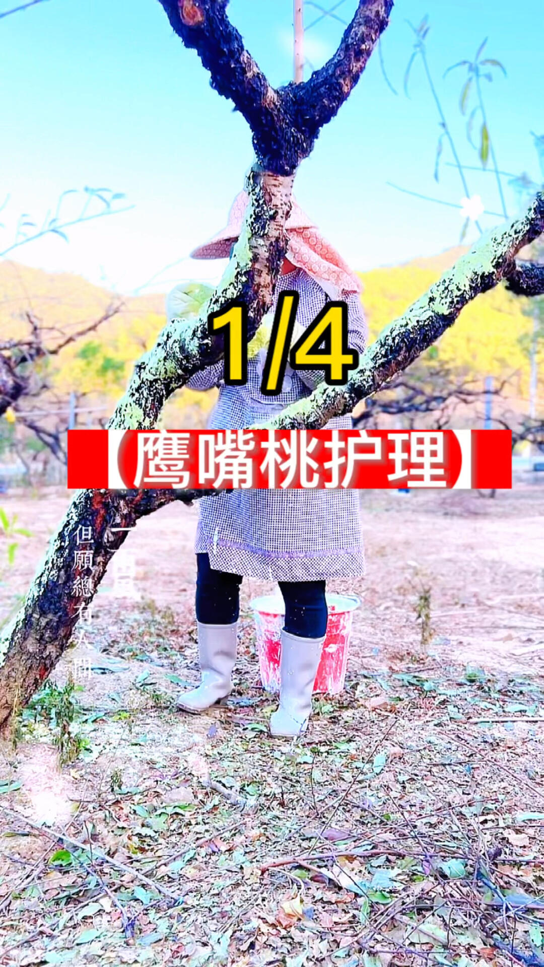 河源连平鹰嘴蜜桃管理方法