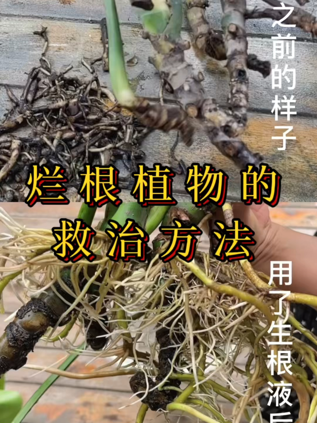 植物爛根的救治