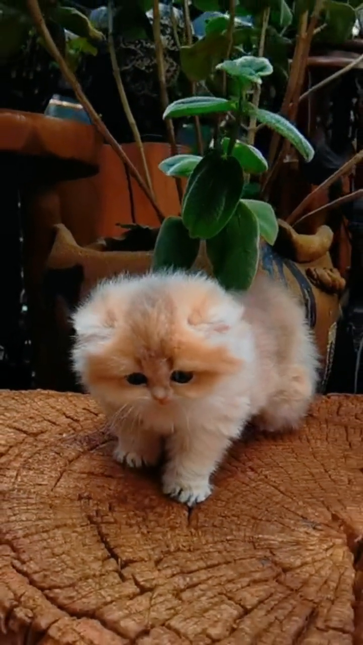 早安呀!糯糯的小奶猫希望能治愈你的清晨-度小视