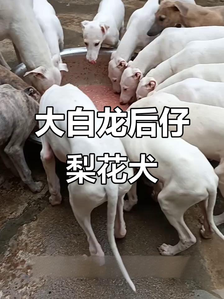 大白龙三公子后代,纯白色梨花灵缇犬展示