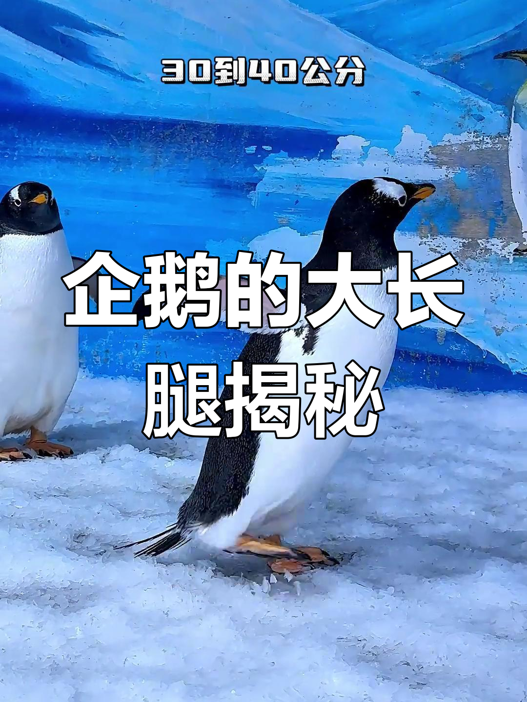 企鹅腿长惊人,竟然能跳这么远!