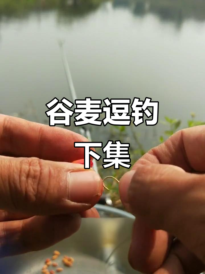 谷麦逗钓精彩瞬间,钓鱼技巧大揭秘