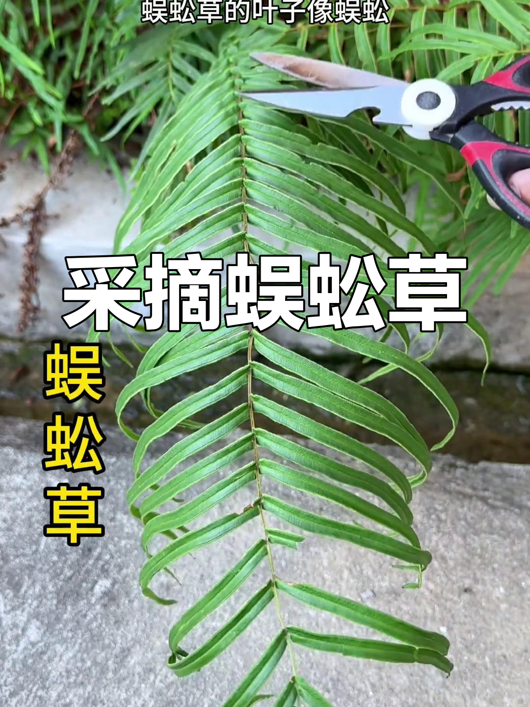 蜈蚣草的药效功能作用图片