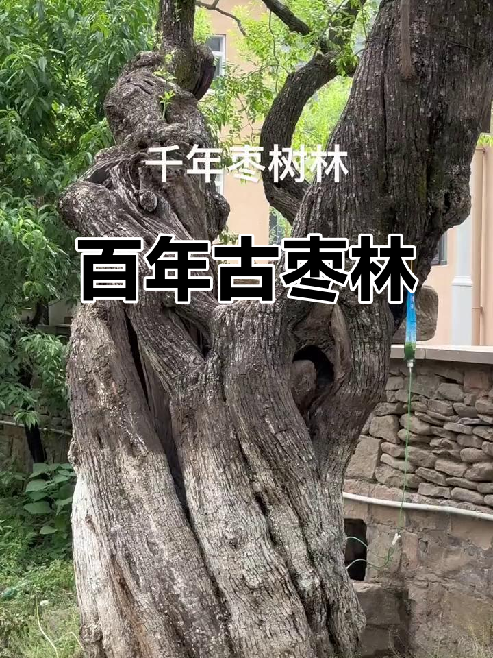 千年枣树见证岁月,最老的一棵已1400岁