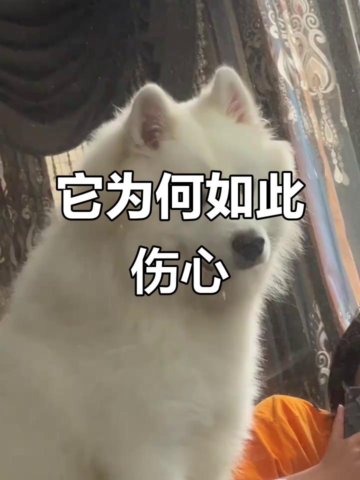 为什么它的表情这么悲伤?