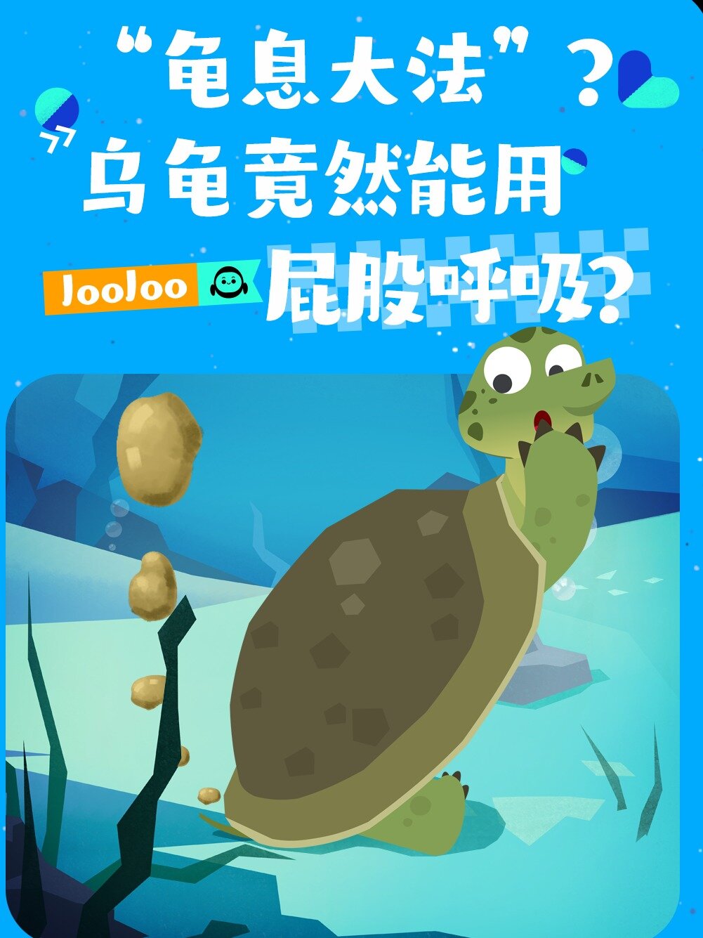 龟息大法乌龟竟然能用屁股呼吸