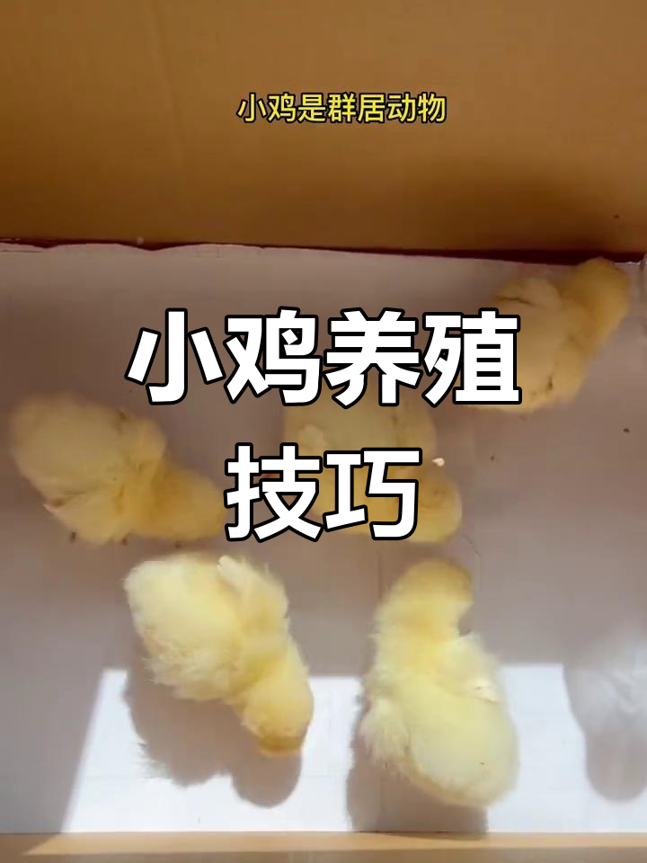 怎样孵小鸡图片