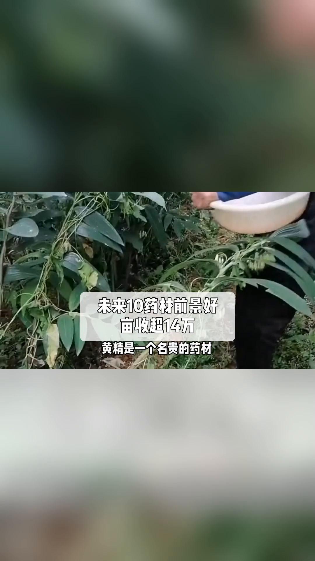 种一亩药材能挣多少钱(种一亩药材能挣多少钱人民币)