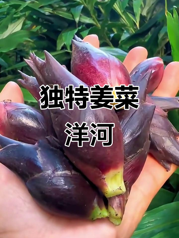 西南特产洋河:姜味浓郁,泡菜凉拌两相宜