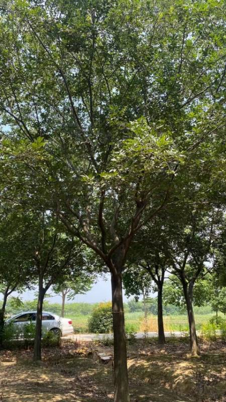 绿化苗木朴树树苗 15-20公分单杆朴树-度小视