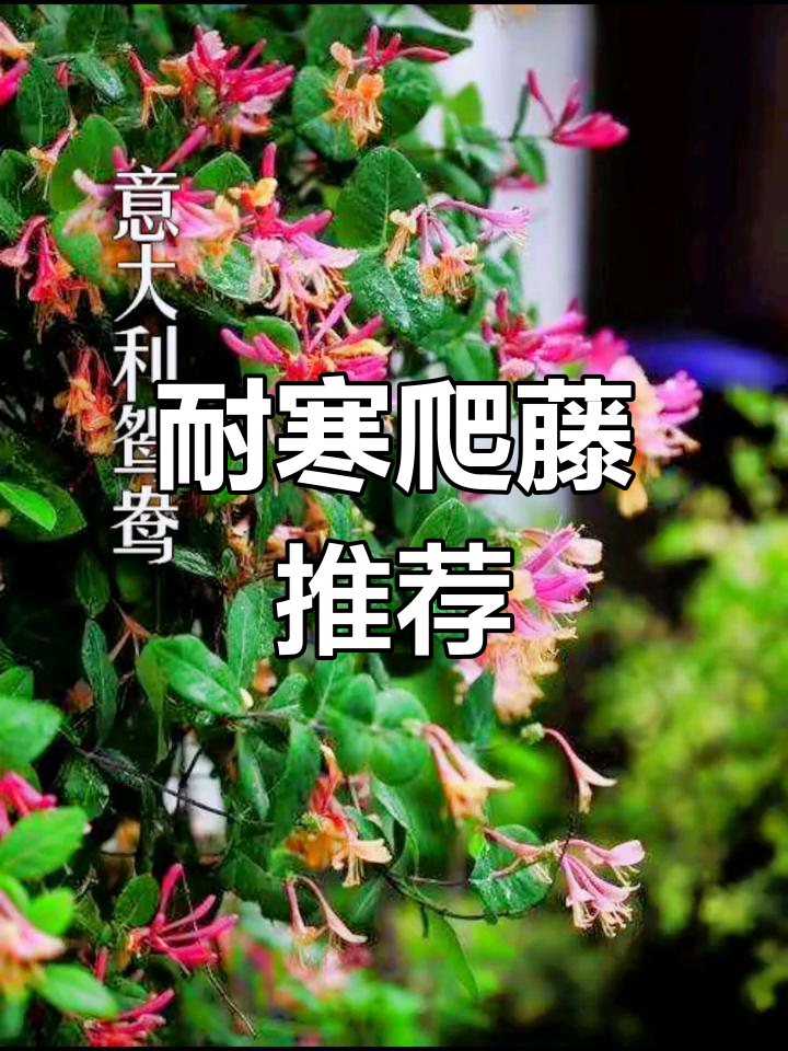 北方爬藤耐寒花香植物图片