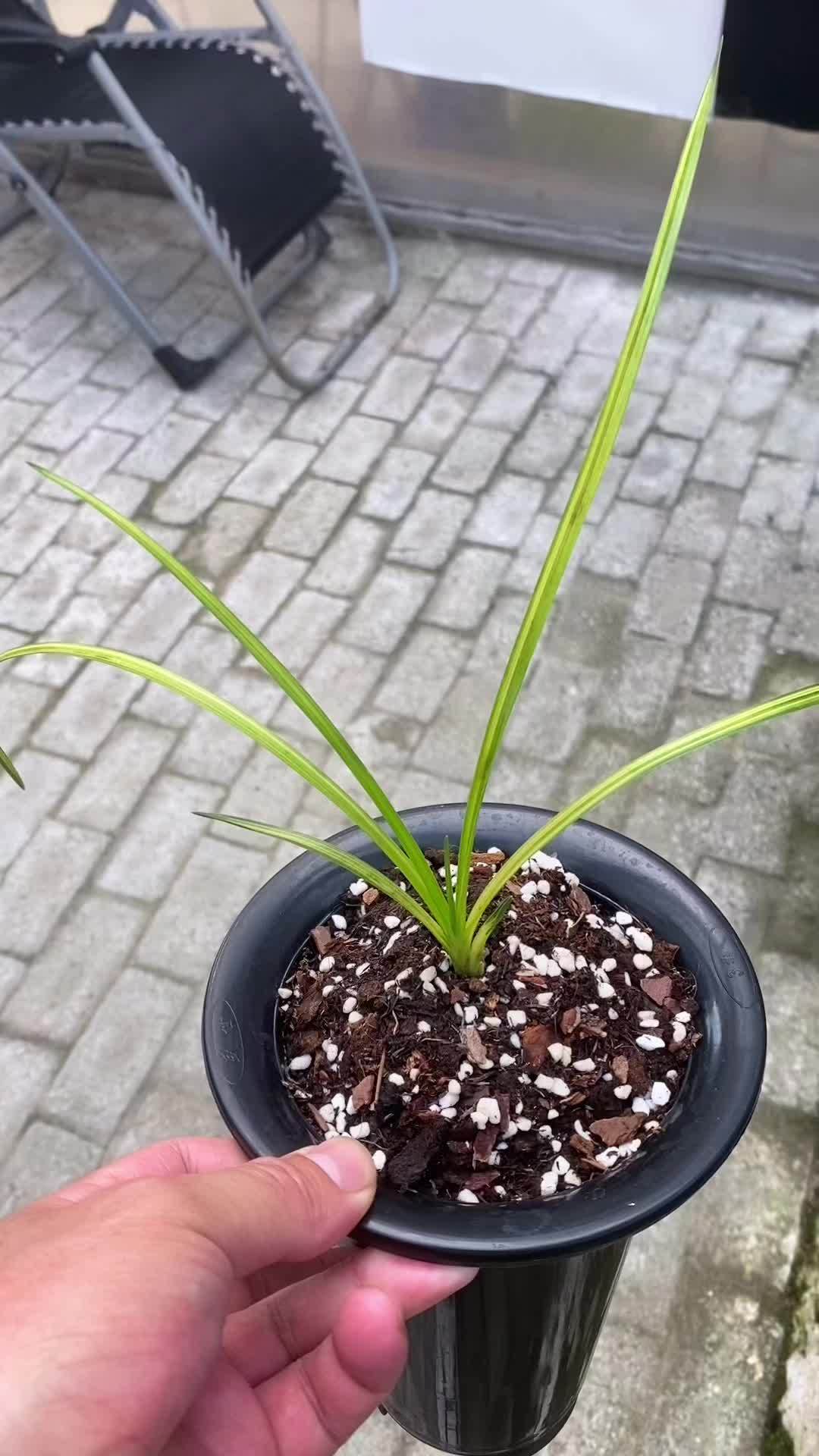 兰花流行品种,蕙兰丝斑中透 兰花 花卉绿植 爱生活爱养花 蕙兰-度小视