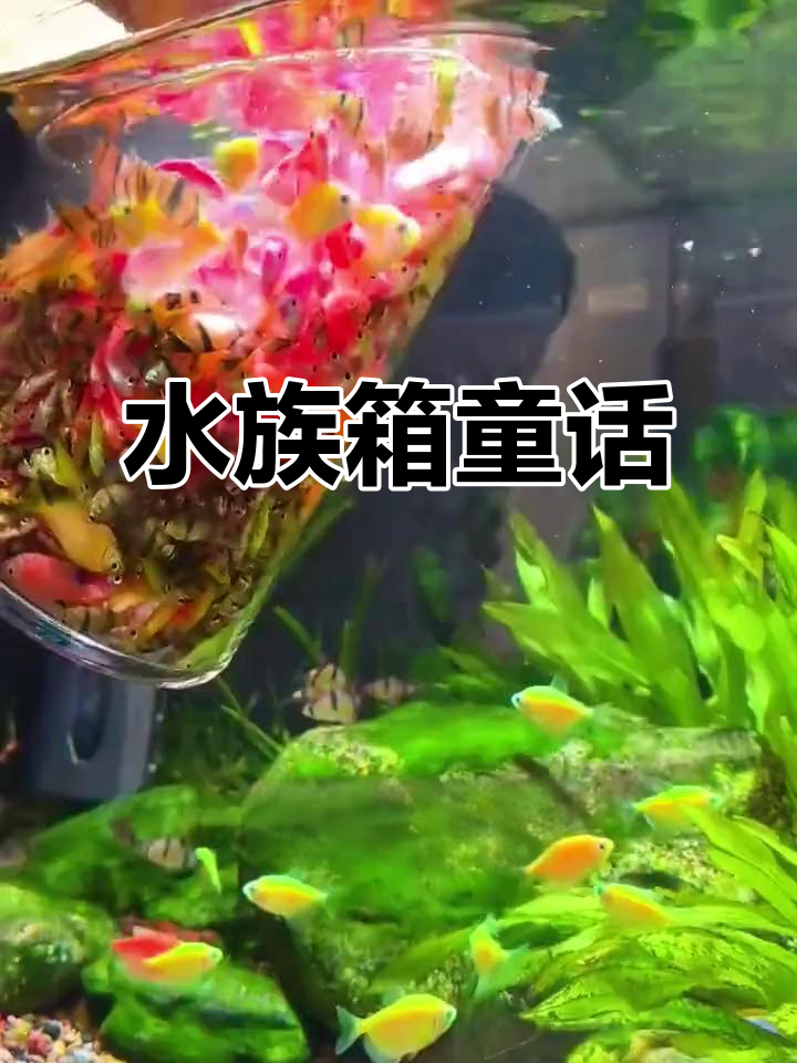 糖果色天使鱼,轻松打造梦幻水族箱!