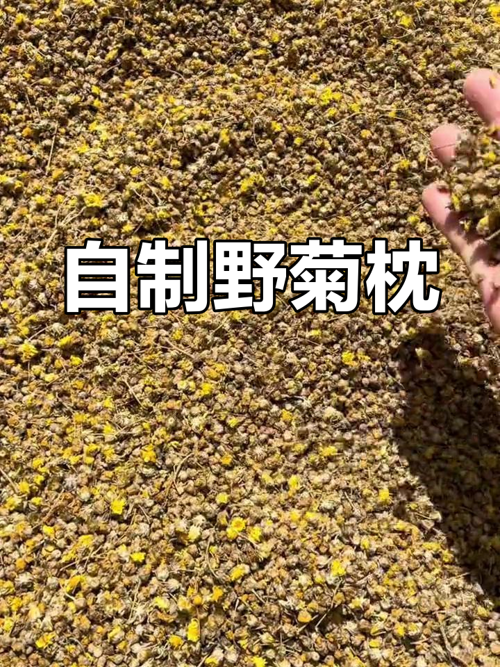 亲手做野菊花枕头,给爸妈一个健康好睡眠