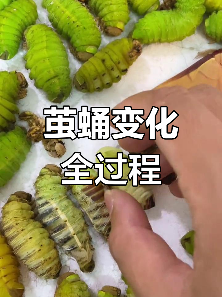 蚕蛹的蜕变过程揭秘