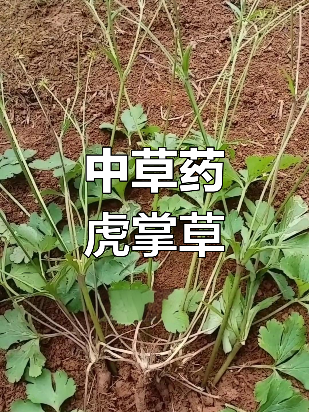 秋冬采挖虎掌草,煮水喝外敷效果好