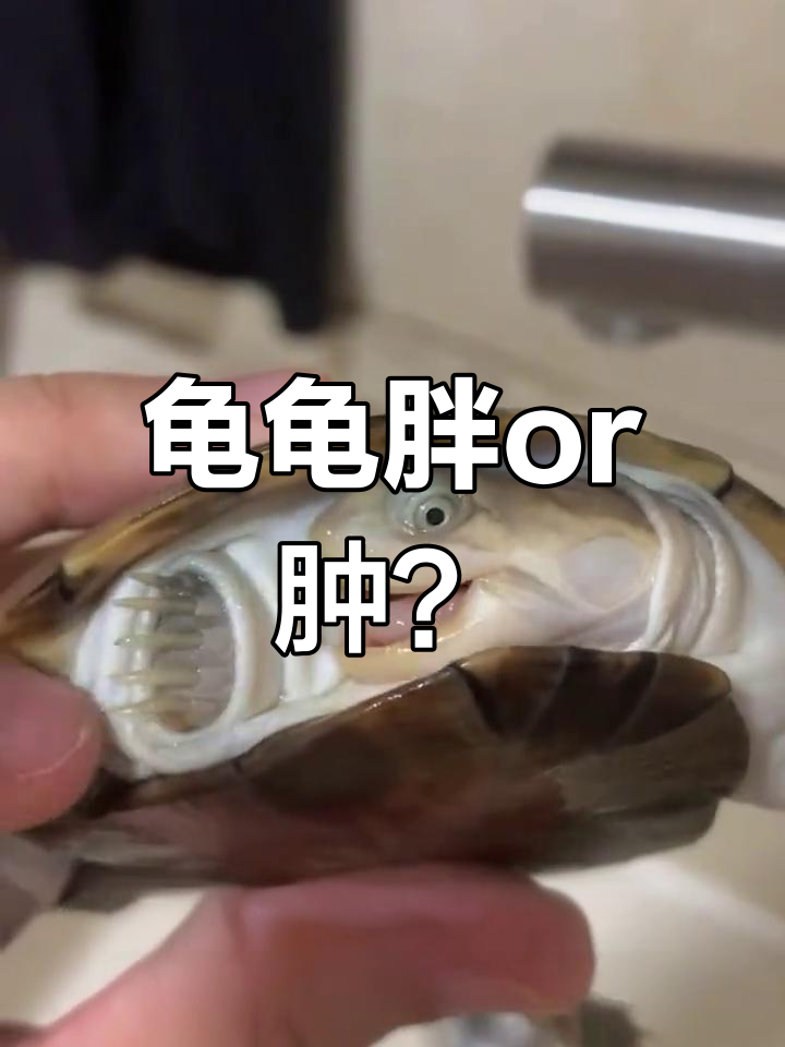 如何区分乌龟肥胖与水肿?症状和原因全解析