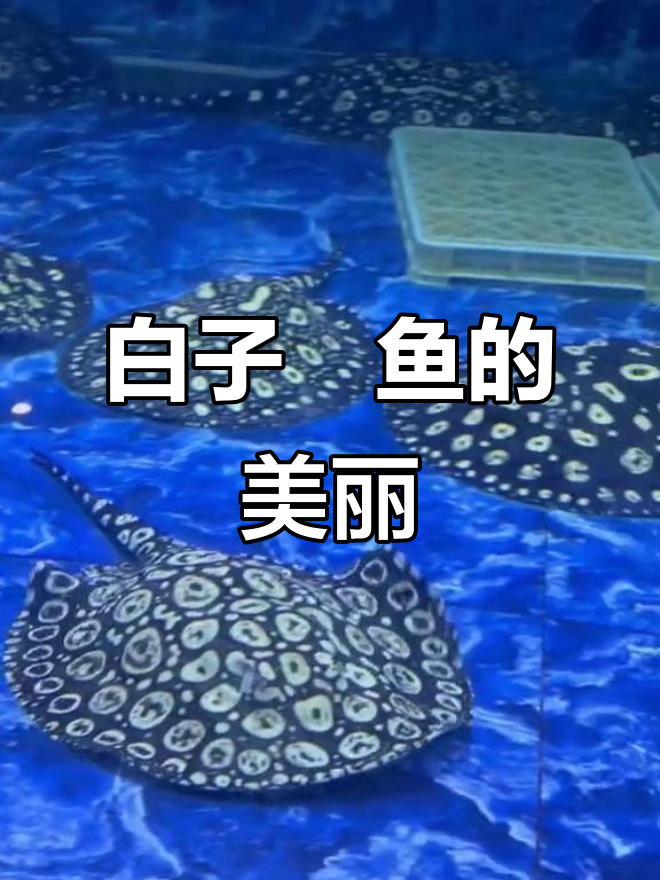 古州魟鱼:白子皇冠,魅力十足