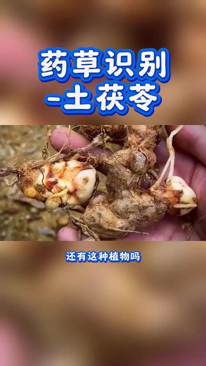 药草识别-土茯苓;别名禹余粮,白余粮,饭团根,红土苓等;为百合科植物光