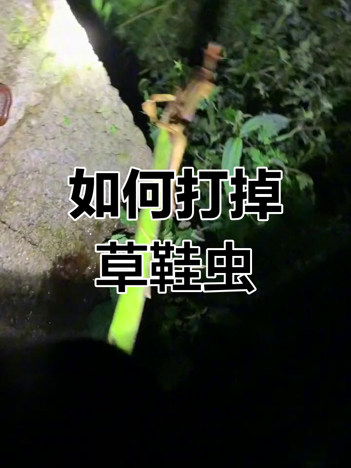 夜晚草丛中的草鞋虫,如何有效应对?