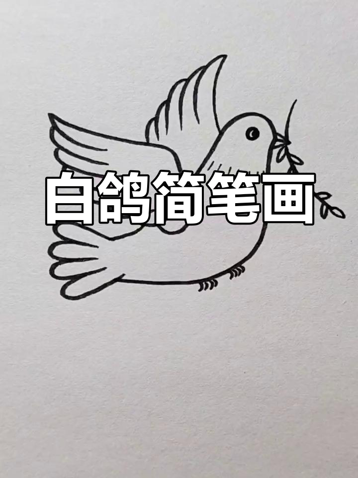 画一只白鸽,祈愿和平与安宁