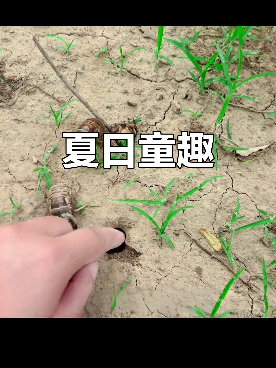 童年夏日的乐趣,捉知了猴成了永恒的回忆