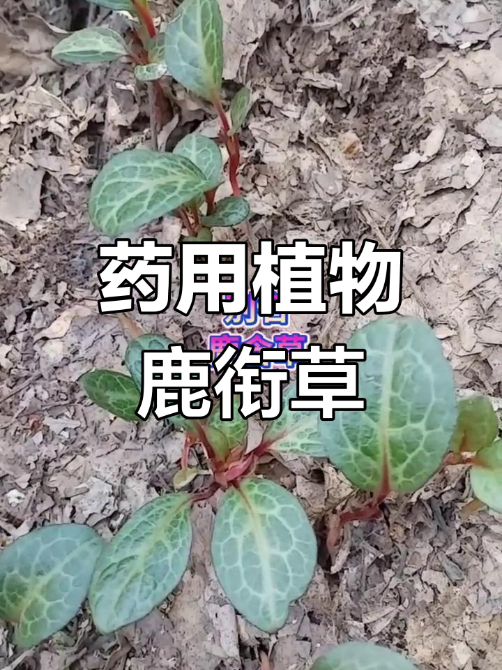 中草药鹿衔草的采摘与功效