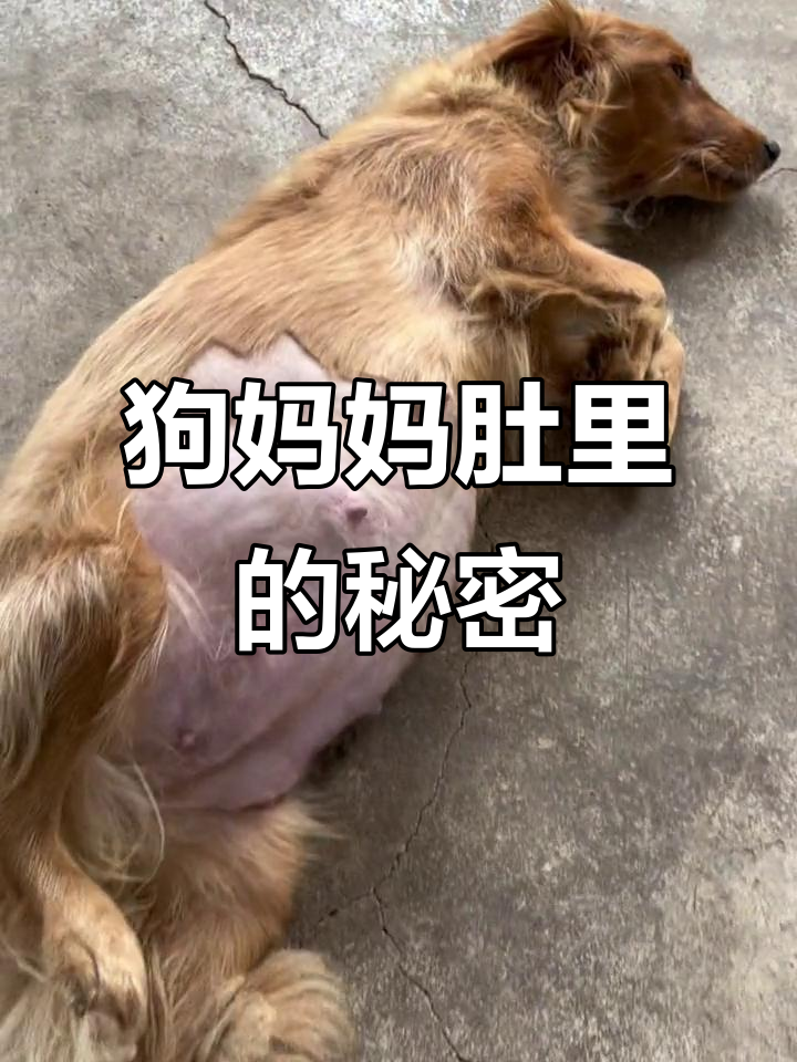 狗狗肚子大得快爆了,宝宝们还在动!