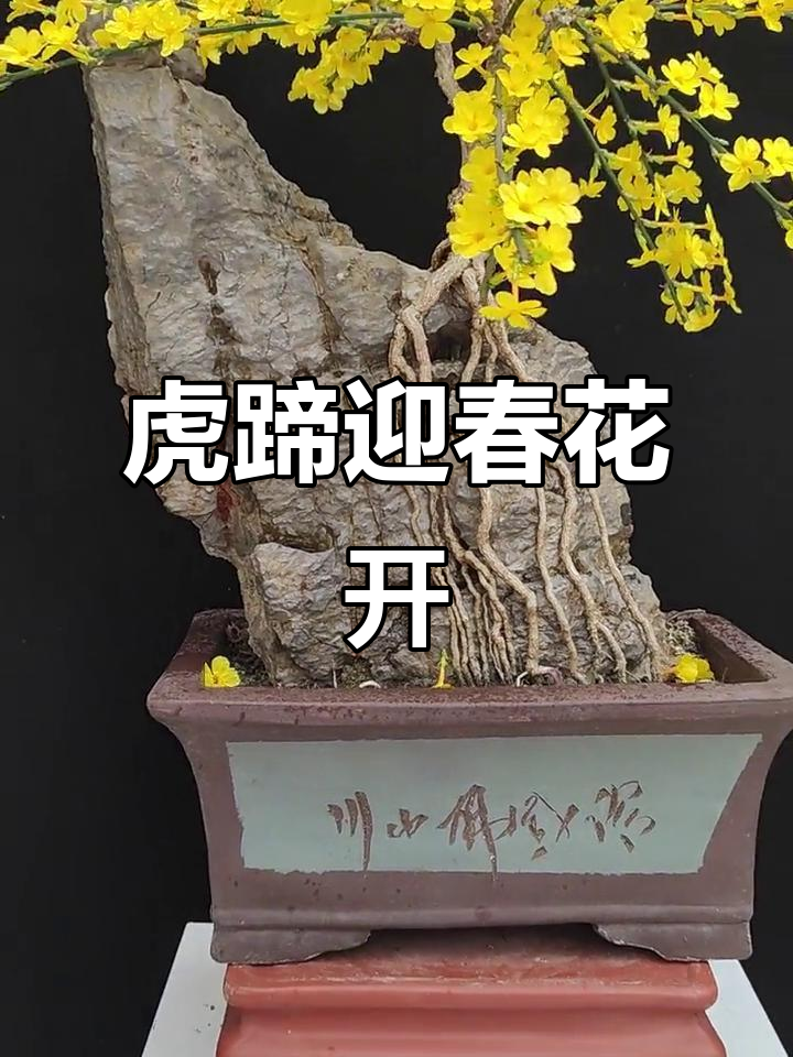 虎蹄迎春花,美丽绽放迎接新的一年