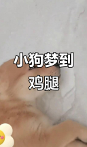幼犬梦中追逐鸡腿，太可爱了！