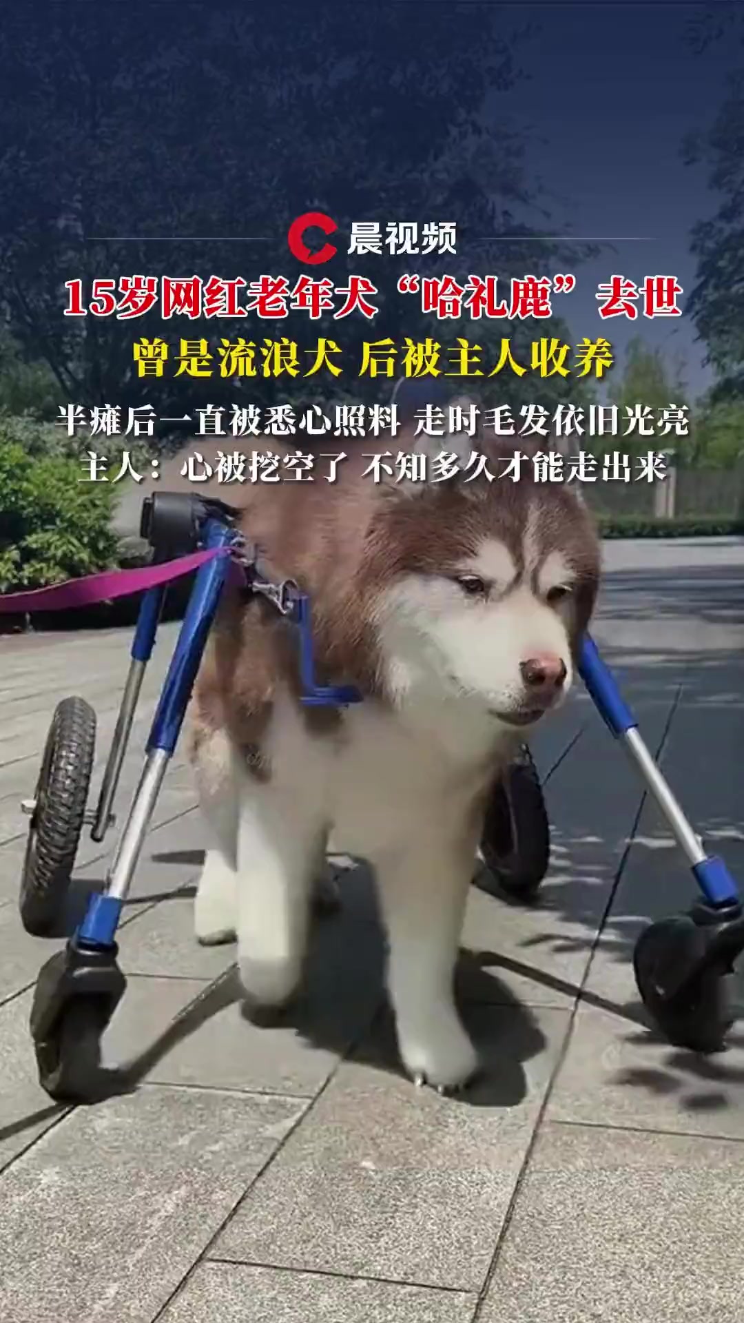 15岁网红老年犬"哈礼鹿"去世,曾是流浪犬后被主人收养,主人:心被挖空