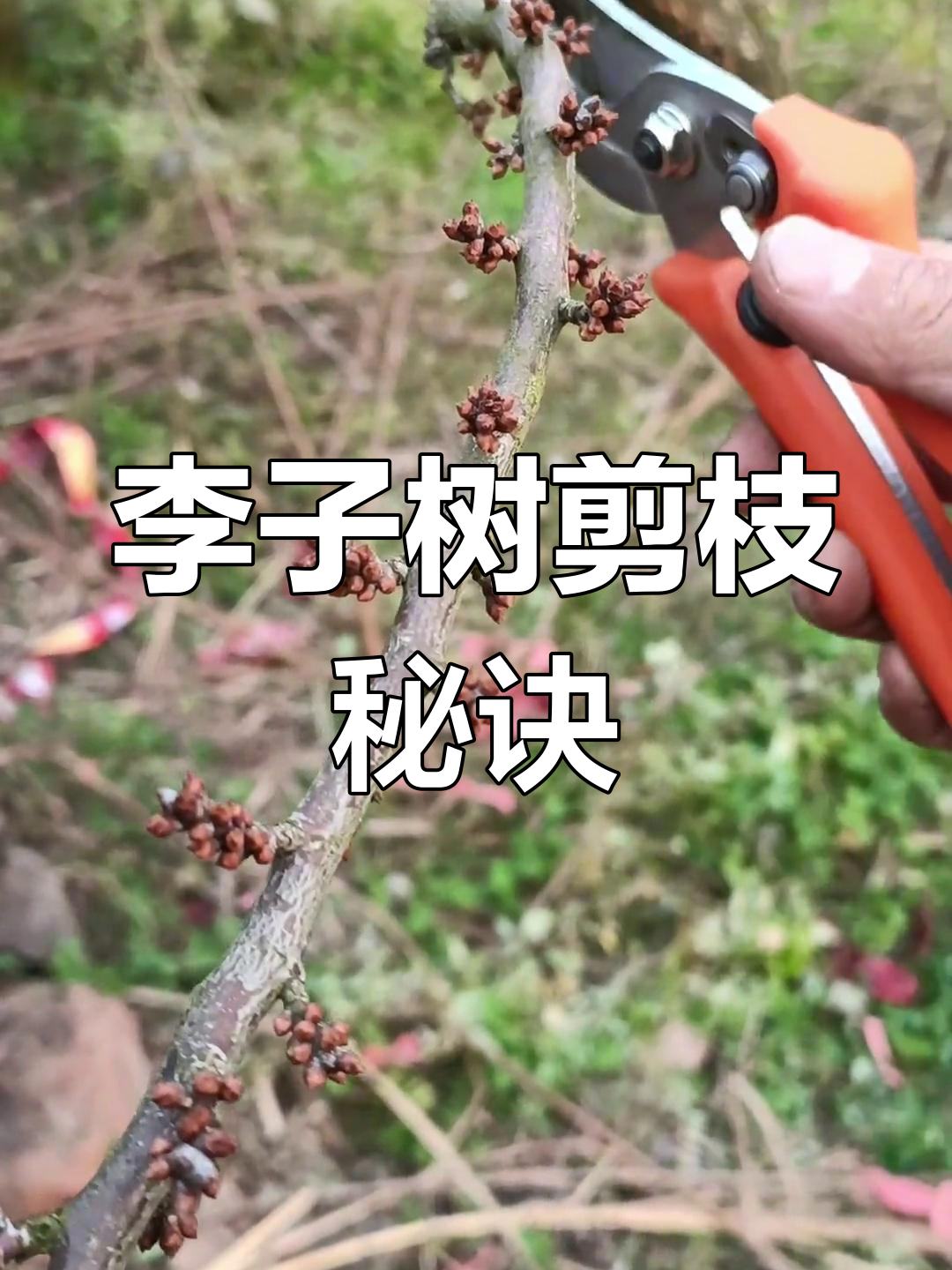 金氏李子修剪技巧:如何避免枝条过弱影响果实发育