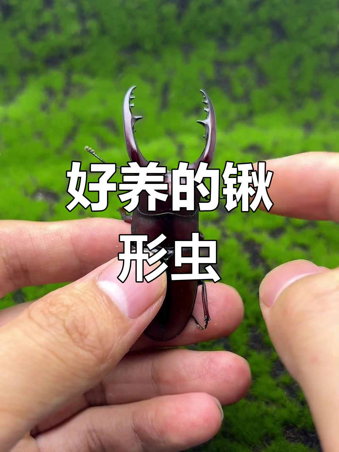 两点赤锯锹形虫:国产美丽甲虫