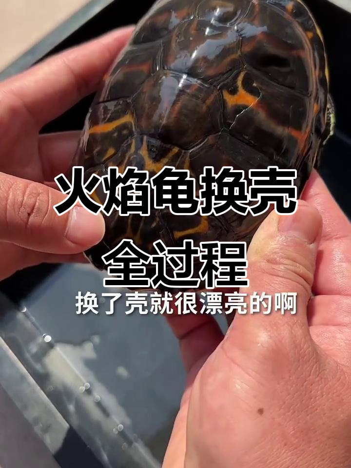 火焰龟壳蜕变揭秘,美丽纹路让人惊艳