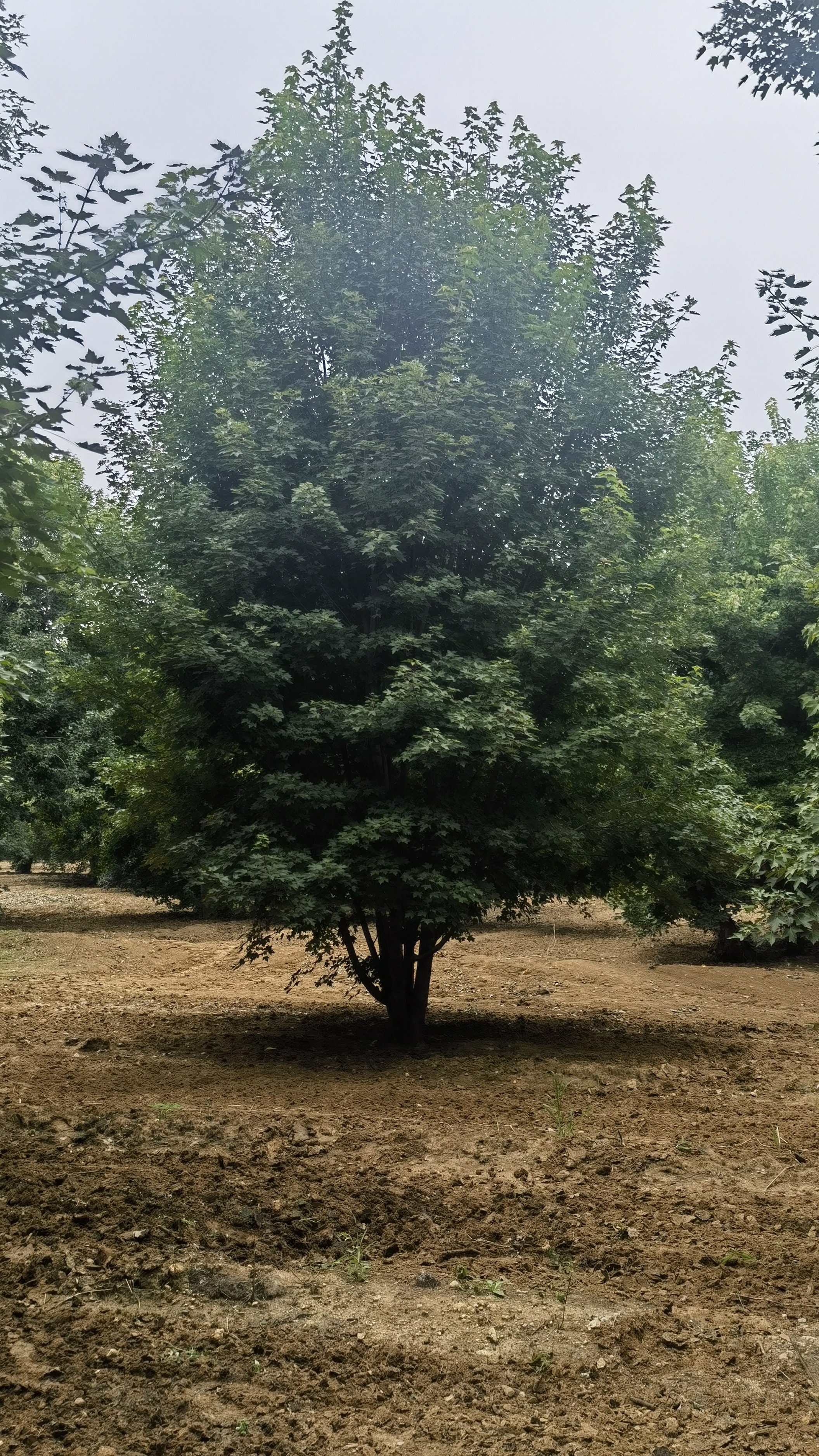 丛生美国红枫的实拍
