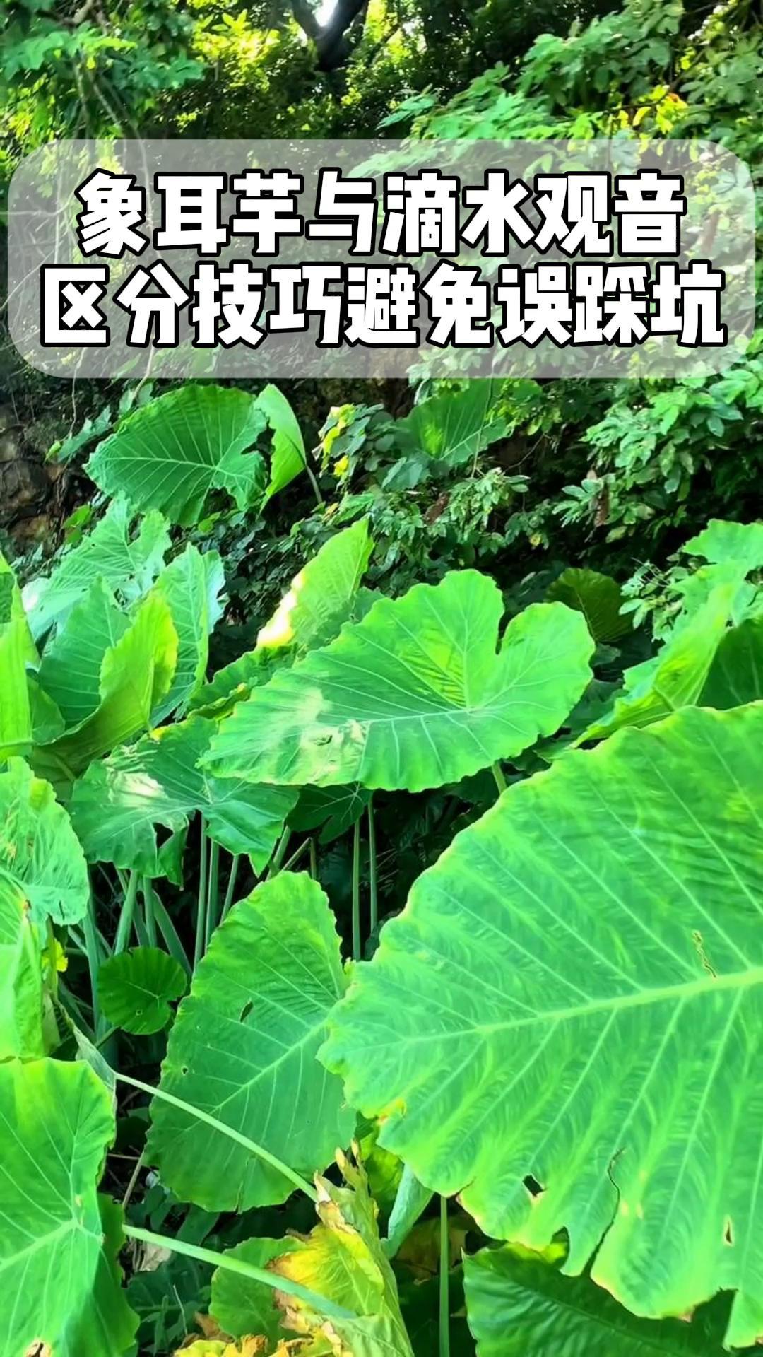 象耳芋与滴水观音区分技巧避免误踩坑