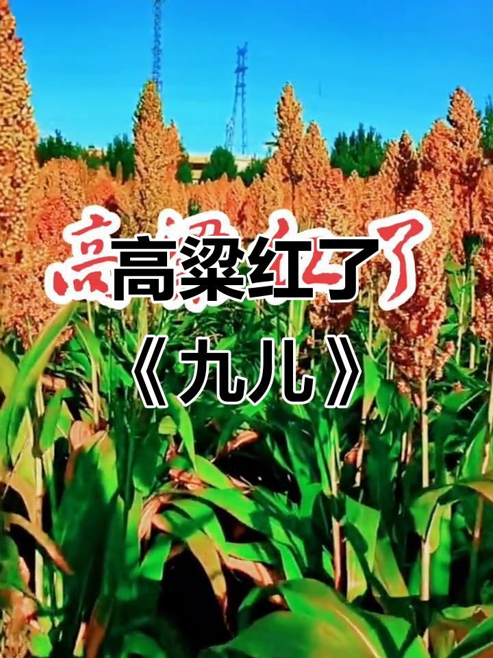 《九儿》高粱红了,红得让人心醉