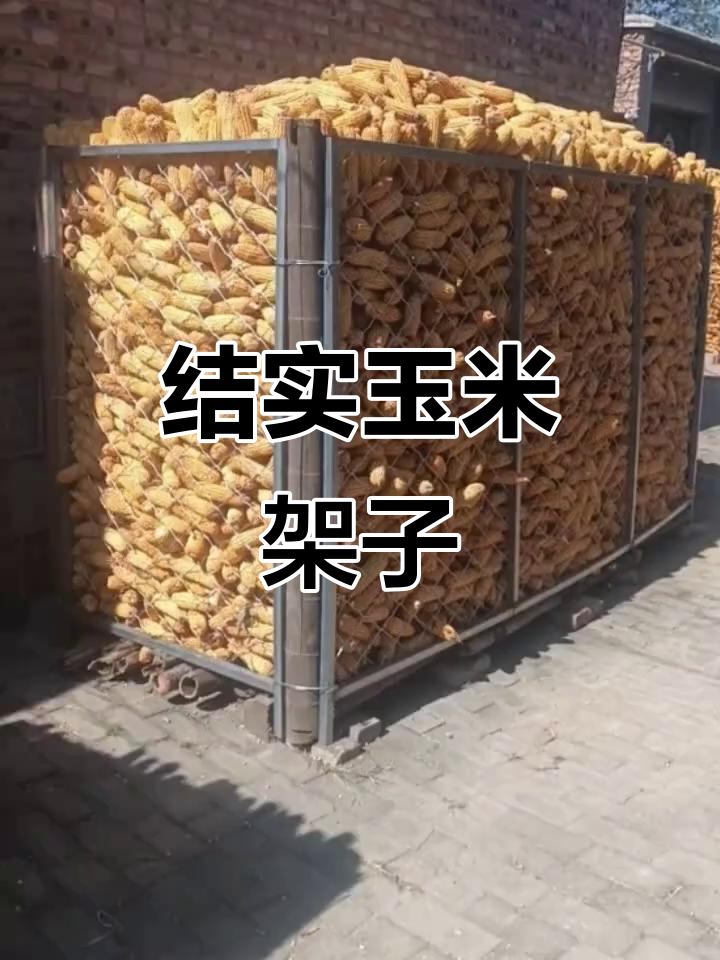 玉米架稳固耐用,通风良好,确保粮食安全储存