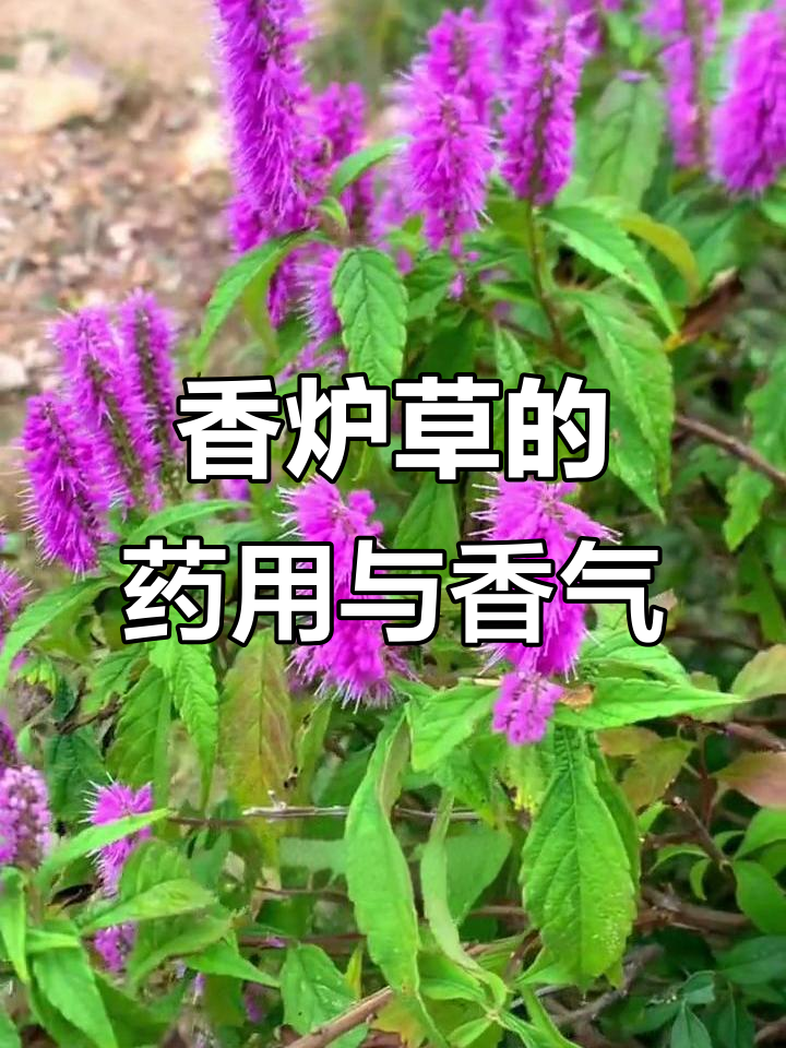 香炉草:南方凉茶的秘密,清新香气让人心旷神怡